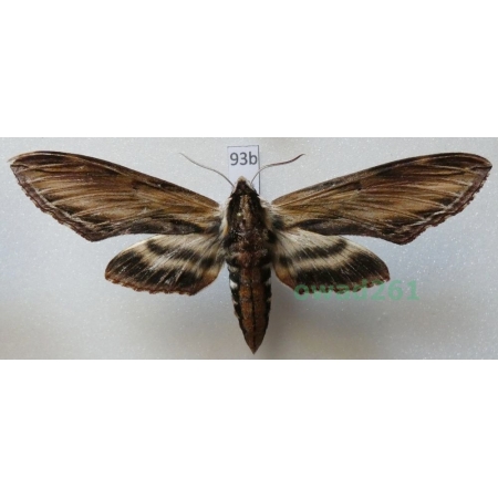 Sphinx kalmiae J.E. Smith, 1797 ex. ovo Canada 91mm93b